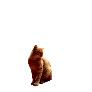Ginger Cat Sitting On Sandstone In Wadi Musa, Offering A Serene And Natural Setting. 16745 - Cat PNG image with transparent background